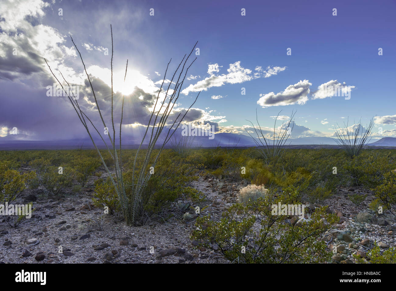 Desert Landscape With Ocotillo Plant, Arizona Desert, USA Stock Photo