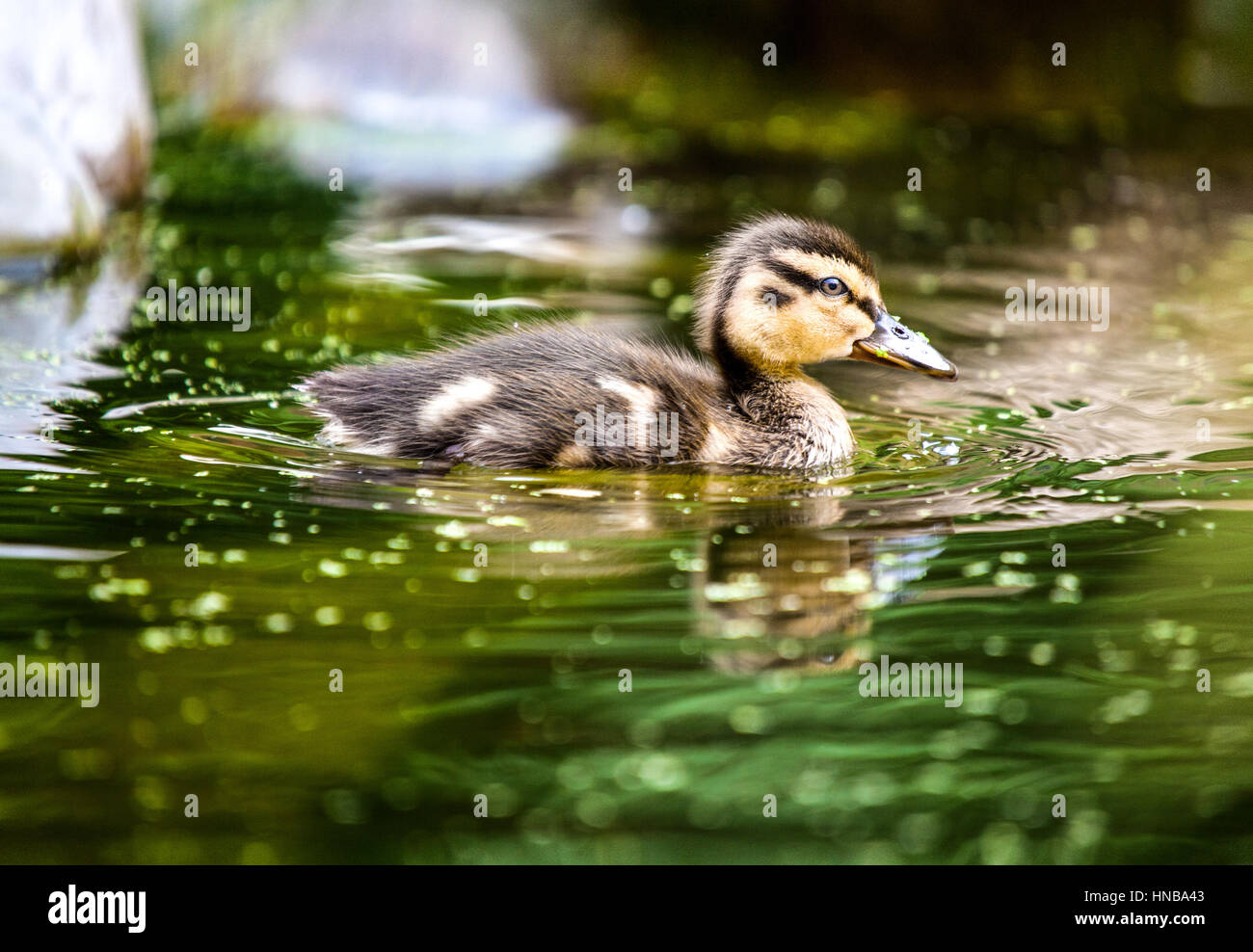 A close up picture of a small Mallard duckling swimming on its pond. It’s on its own and quite relaxed with a partial reflection in the pool it’s on. Stock Photo