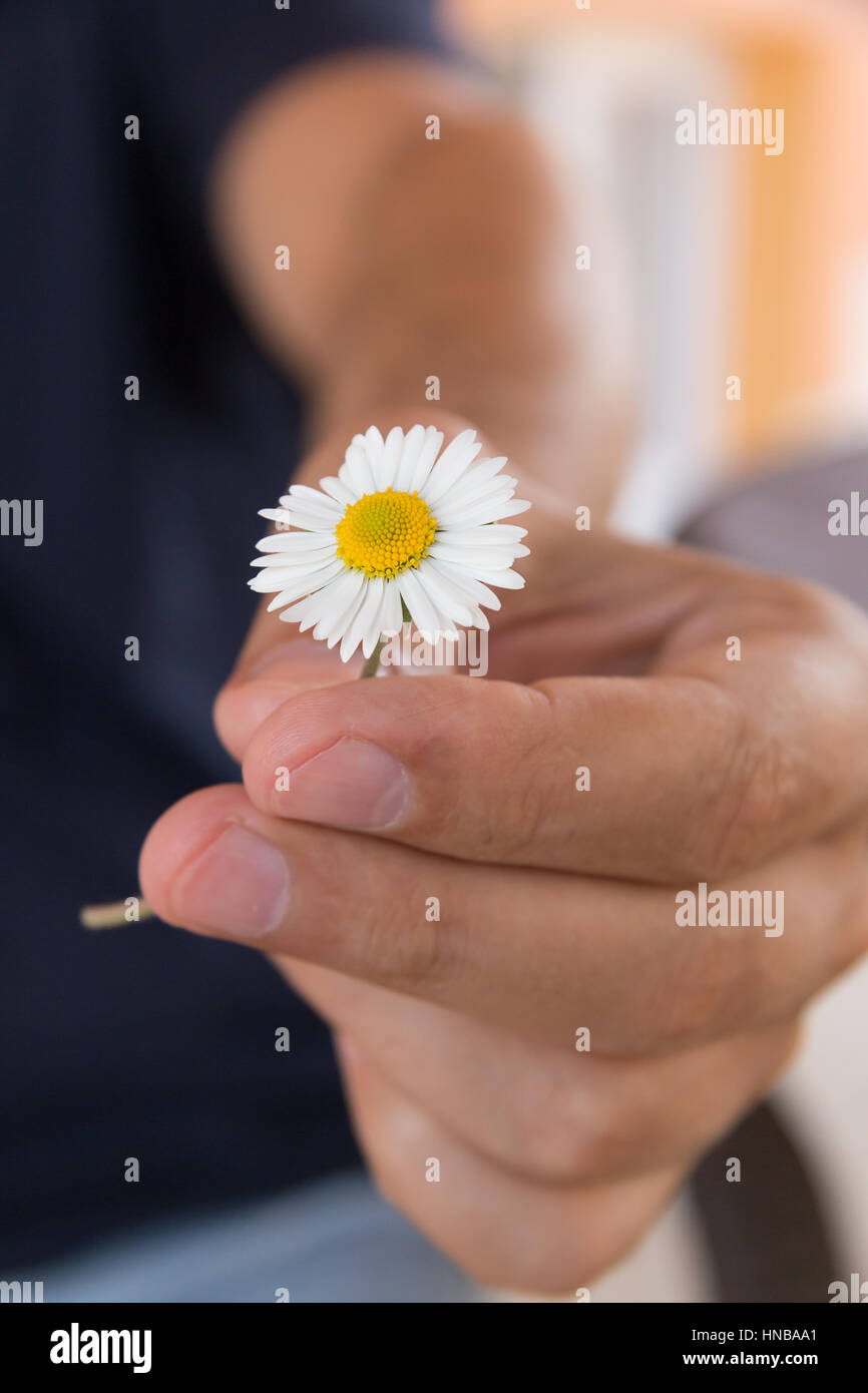 Hand gives a small camomile or daisy flower as a romantic gift. Summer morning in the country village Stock Photo
