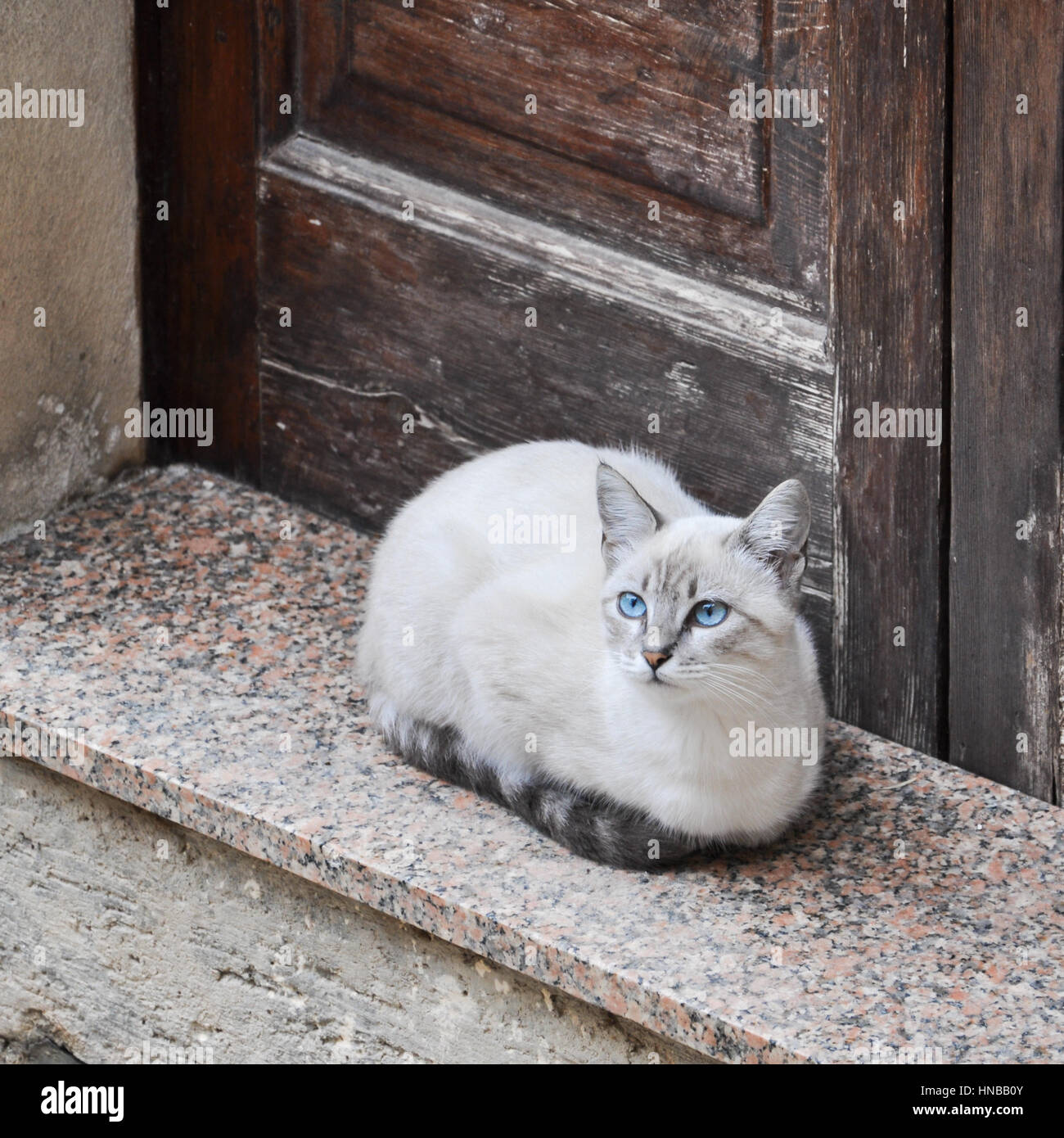 White purebred cat sitting on stairs in front of a wodden door Stock ...