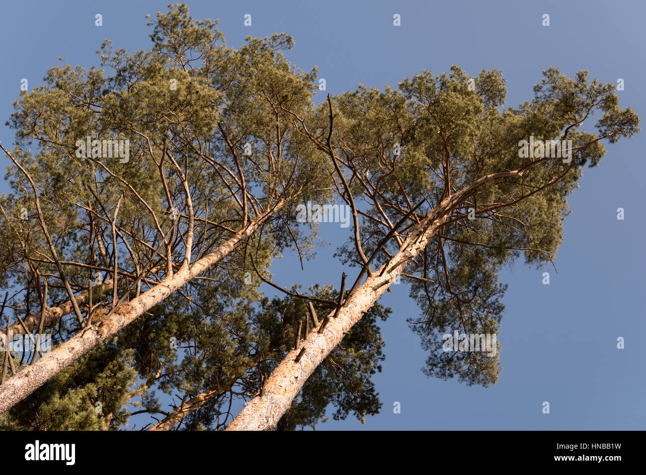 pine trees during winter time over clear blue sky Stock Photo - Alamy