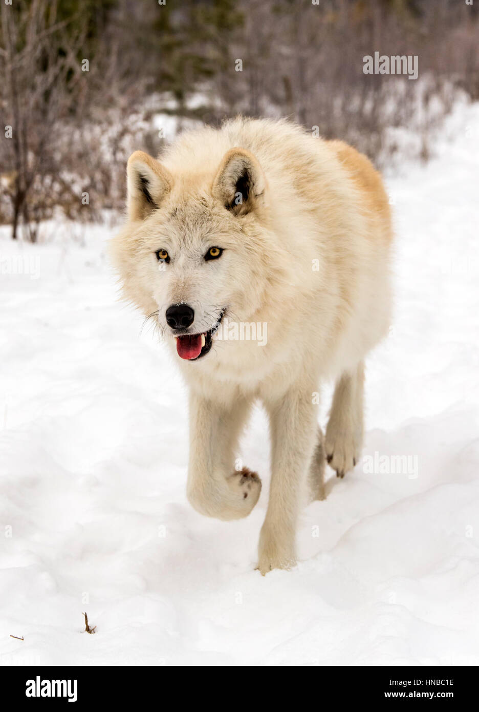 Gray Wolf; Canus Lupus; British Columbia; Canada Stock Photo Alamy