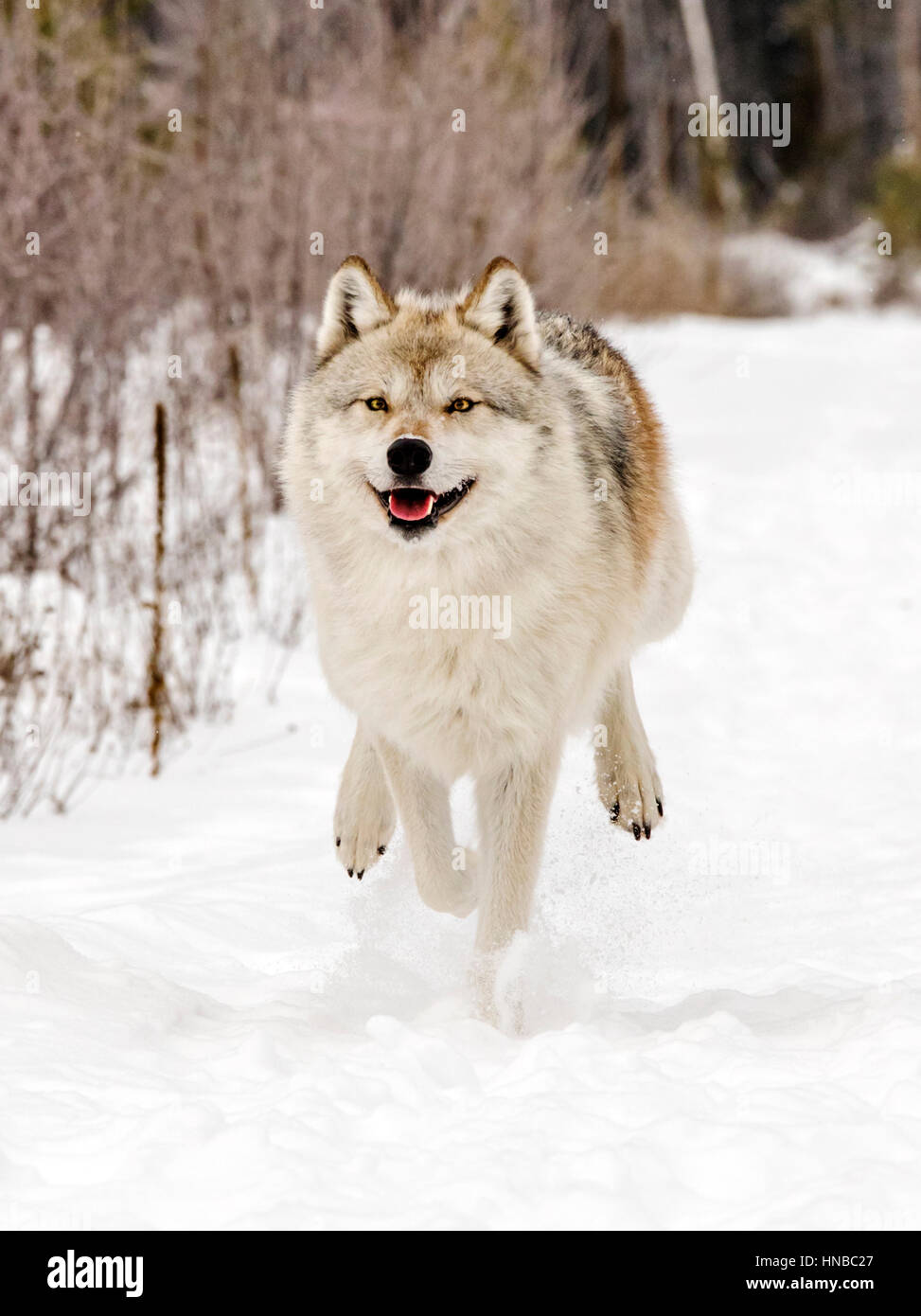 Gray Wolf; Canus Lupus; British Columbia; Canada Stock Photo