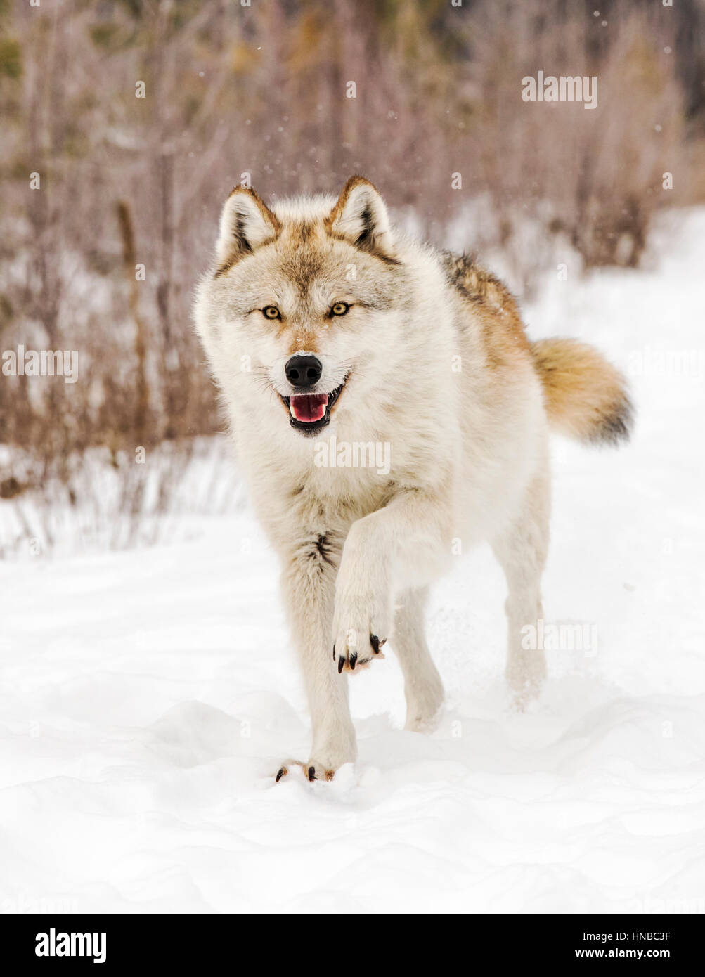 Gray Wolf; Canus Lupus; British Columbia; Canada Stock Photo