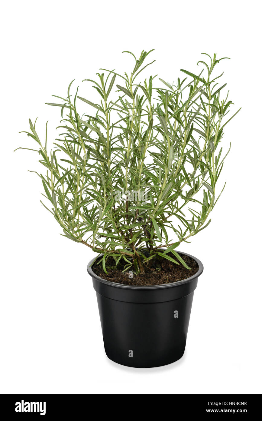 Rosemary plant in pot Stock Photo