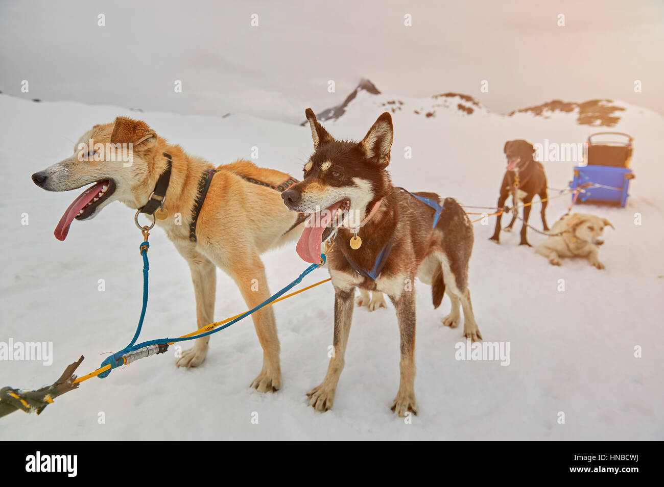 dogs waiting for sledding on alaska snow Stock Photo - Alamy