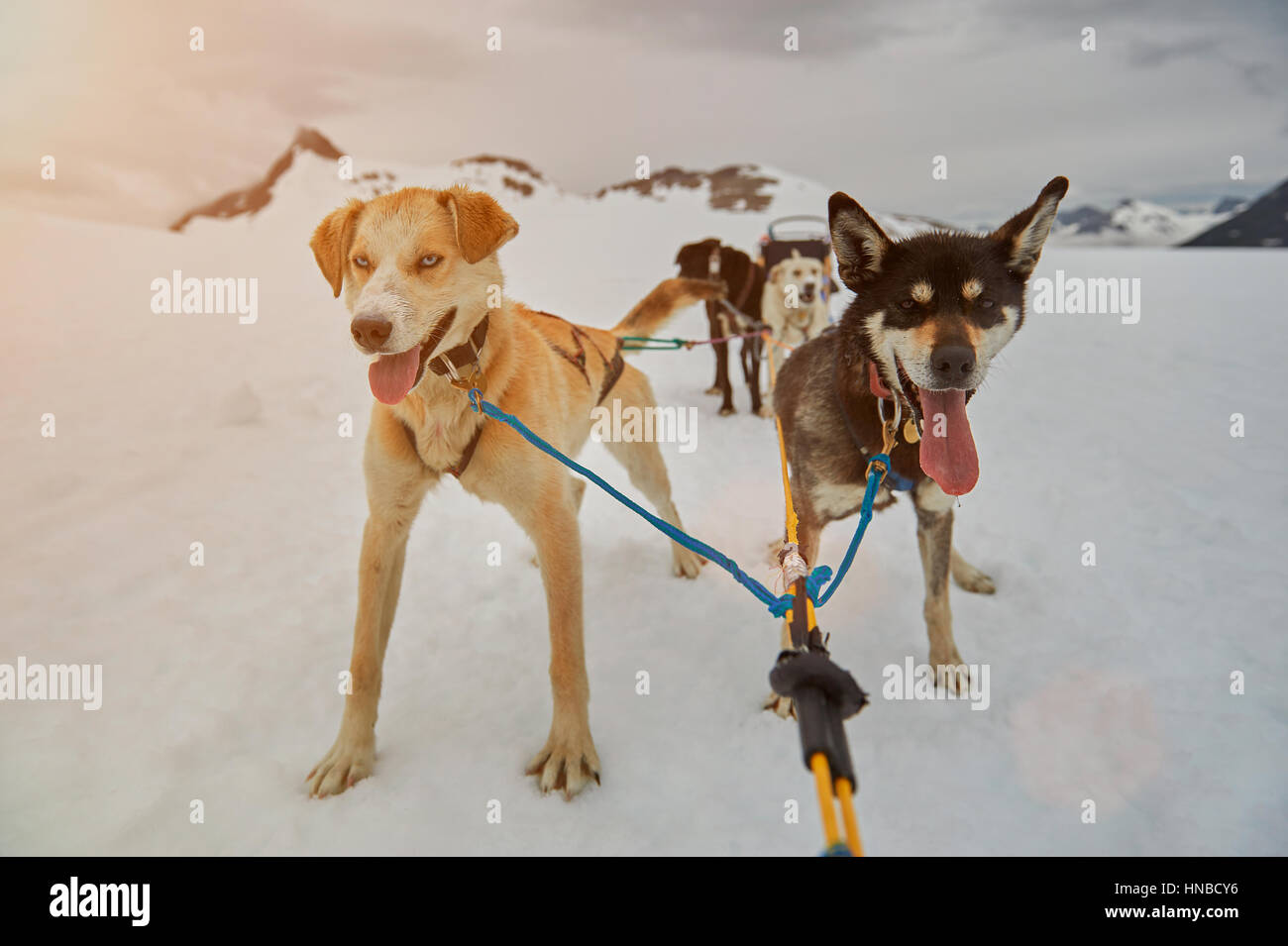 dogs ready for sledding in alaska mountain Stock Photo - Alamy