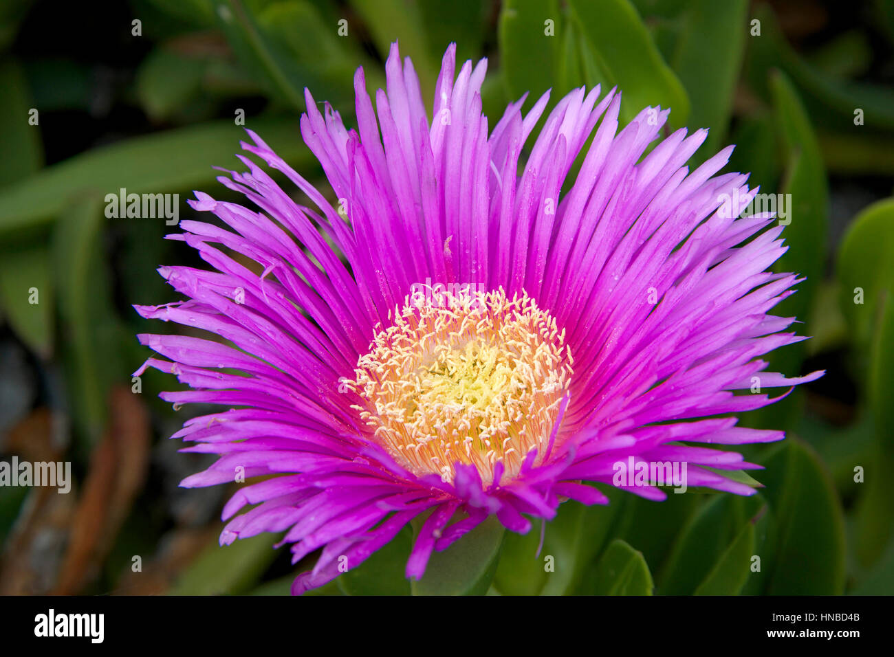 Purple and yellow flower of Carpobrotus edulis, it is also known as Hottentot-fig, ice plant, highway ice plant or pig face. It is a creeping, mat-for Stock Photo