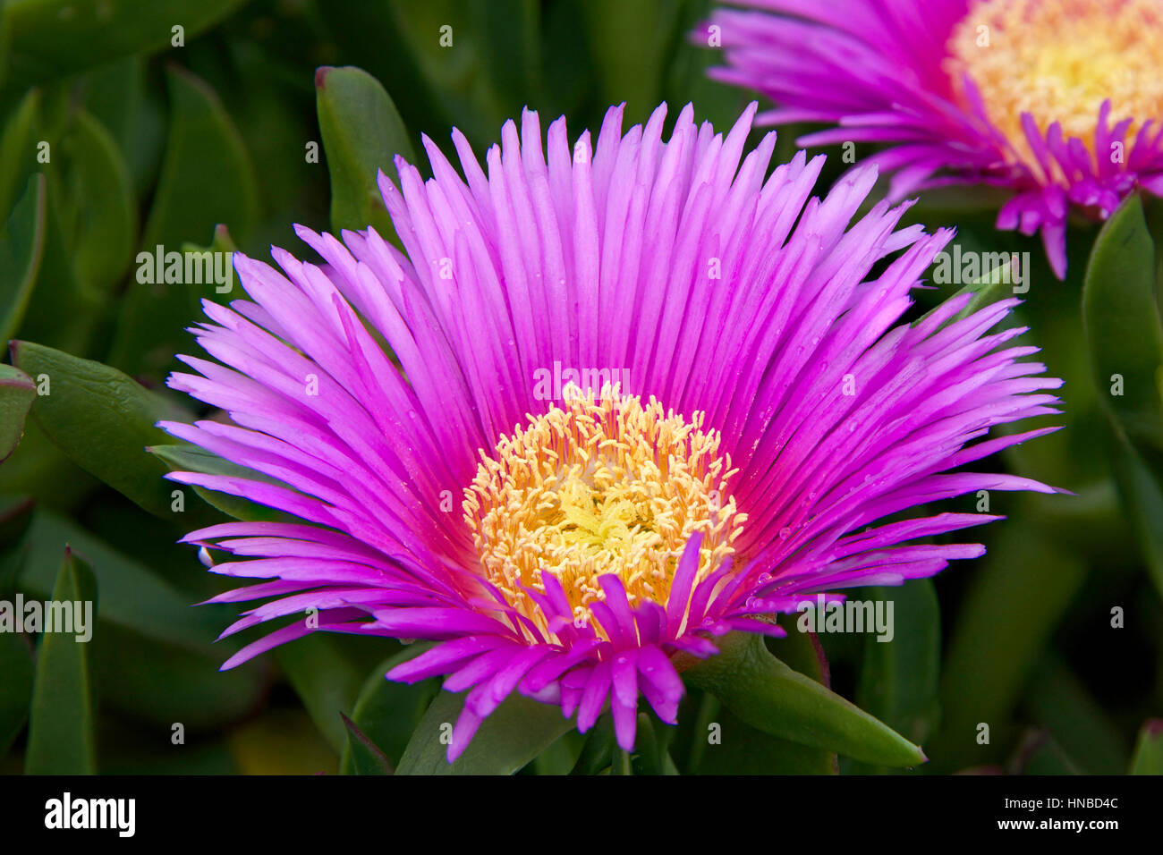 Purple and yellow flower of Carpobrotus edulis, it is also known as Hottentot-fig, ice plant, highway ice plant or pig face. It is a creeping, mat-for Stock Photo