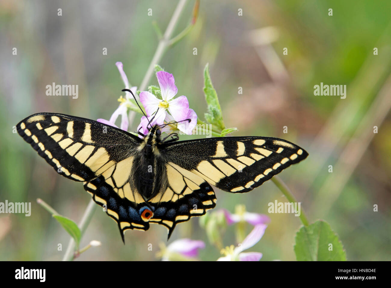 Yellow and Black Swallowtail Butterfly on pink flowers with green leaves in background Stock Photo