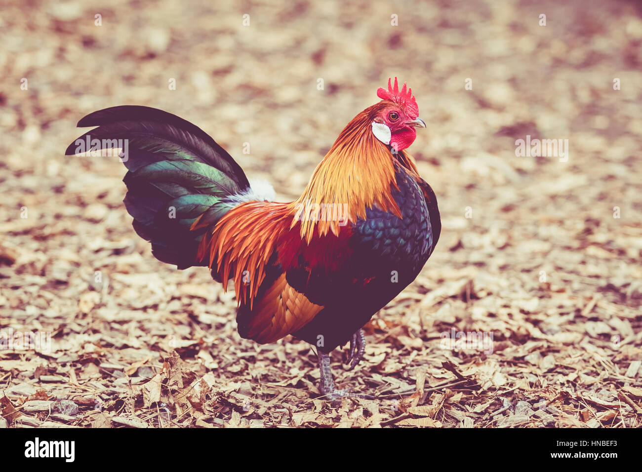 Beautiful Cock Colorful Rooster Stock Photo Alamy beautiful-cock-colorful-rooster-stock-photo-alamy
