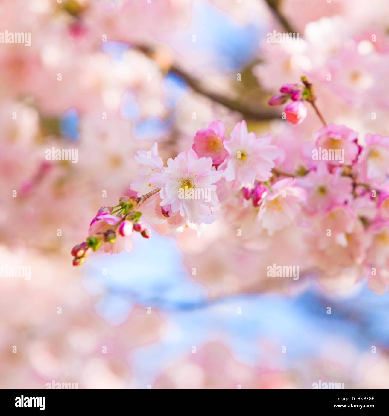 Beautiful cherry landscape. spring sakura pink flower Stock Photo - Alamy