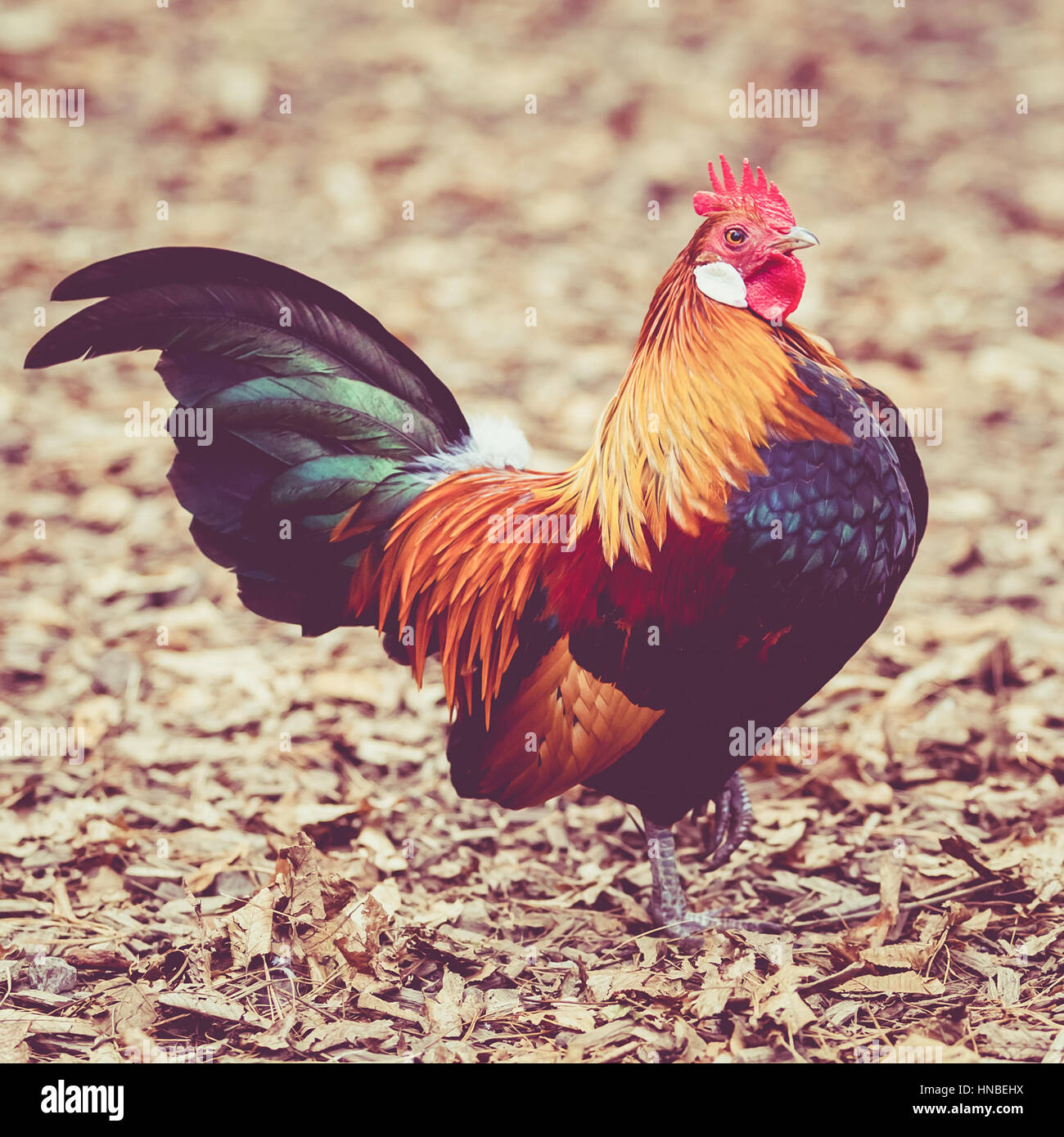 Beautiful Cock Colorful Rooster Stock Photo Alamy beautiful-cock-colorful-rooster-stock-photo-alamy