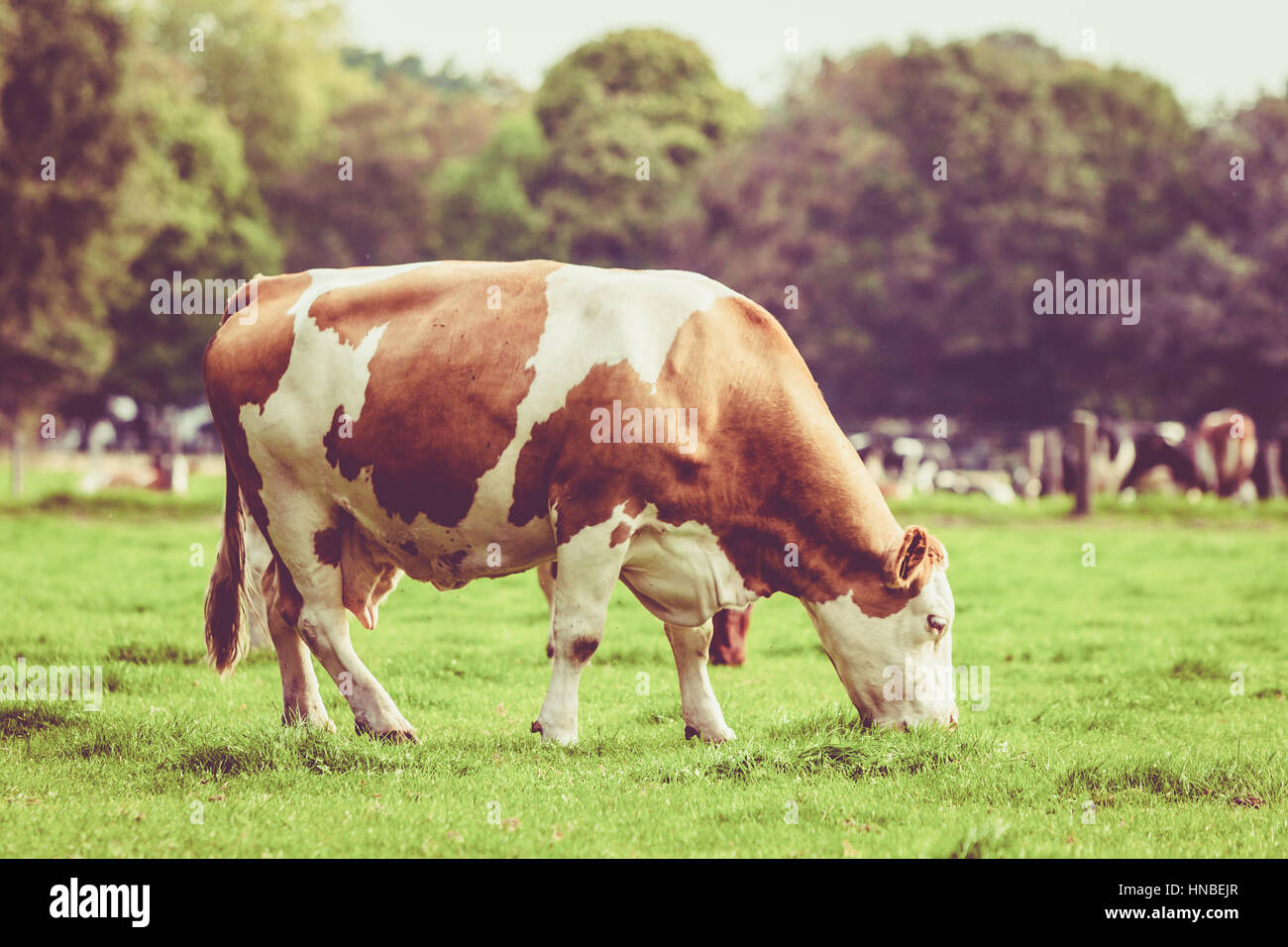 Herd of cows at summer green field. Vintage style Stock Photo - Alamy