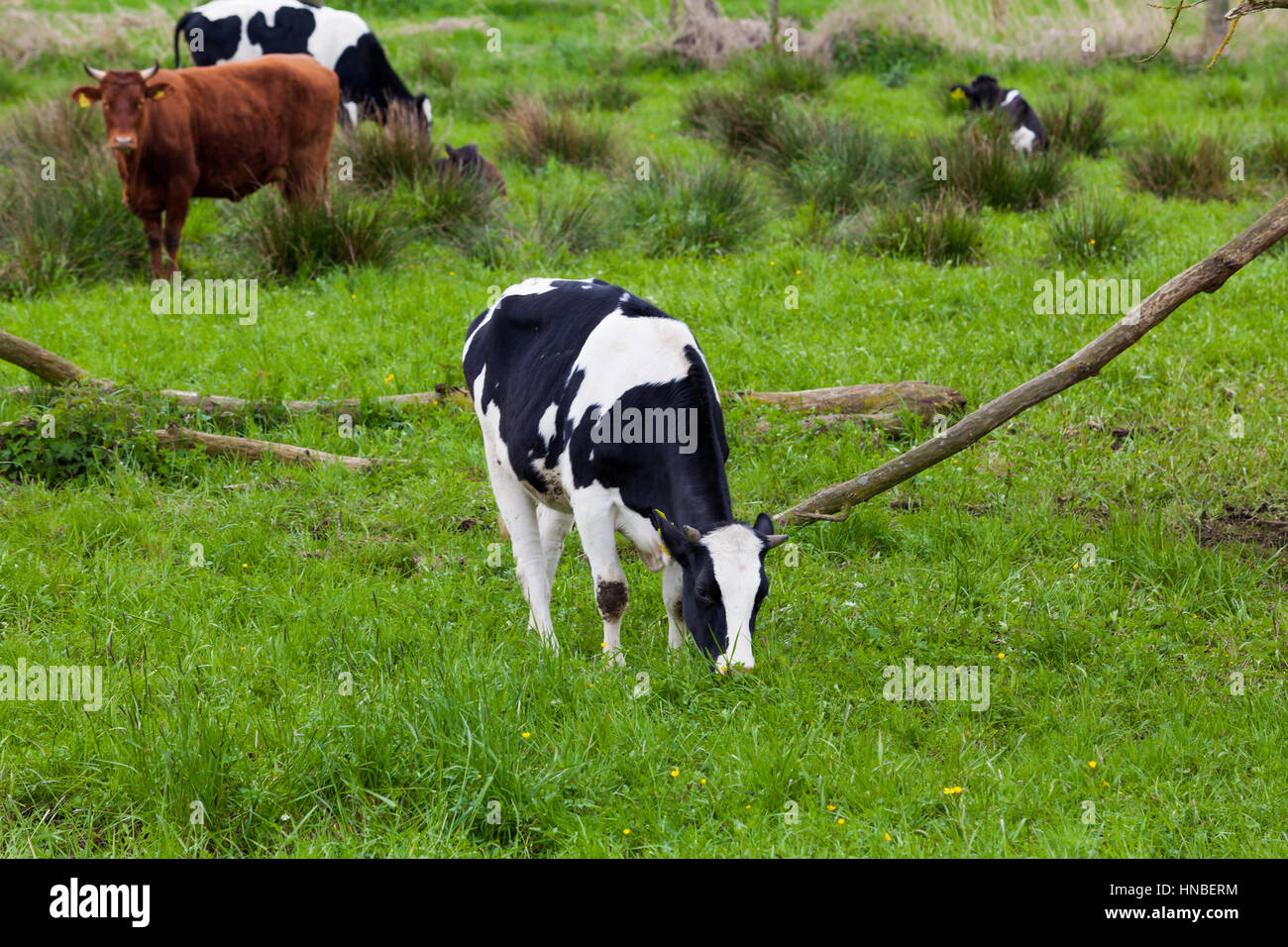 Cows grazing on a green field Stock Photo - Alamy