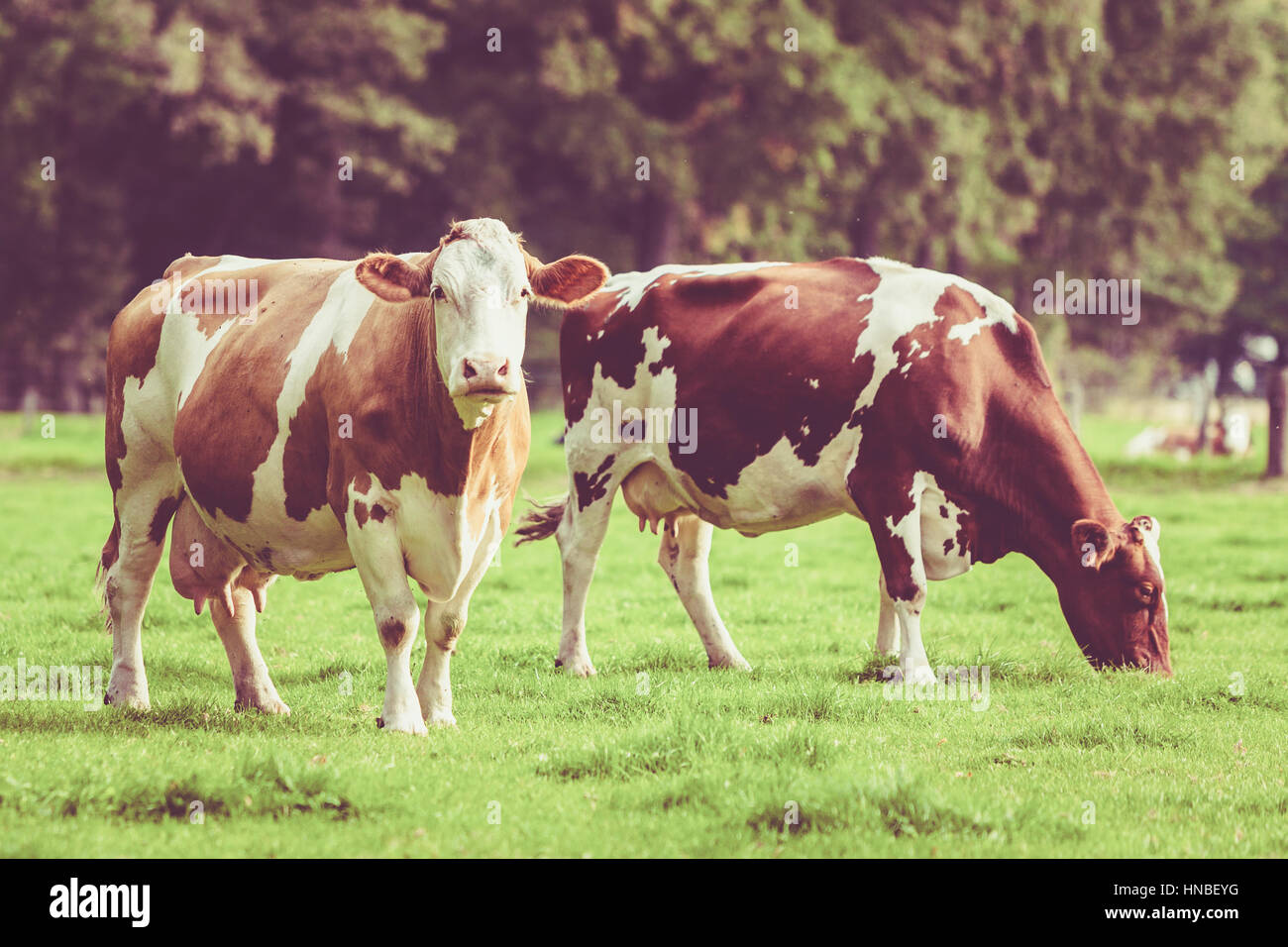 Herd of cows at summer green field. Vintage style Stock Photo - Alamy