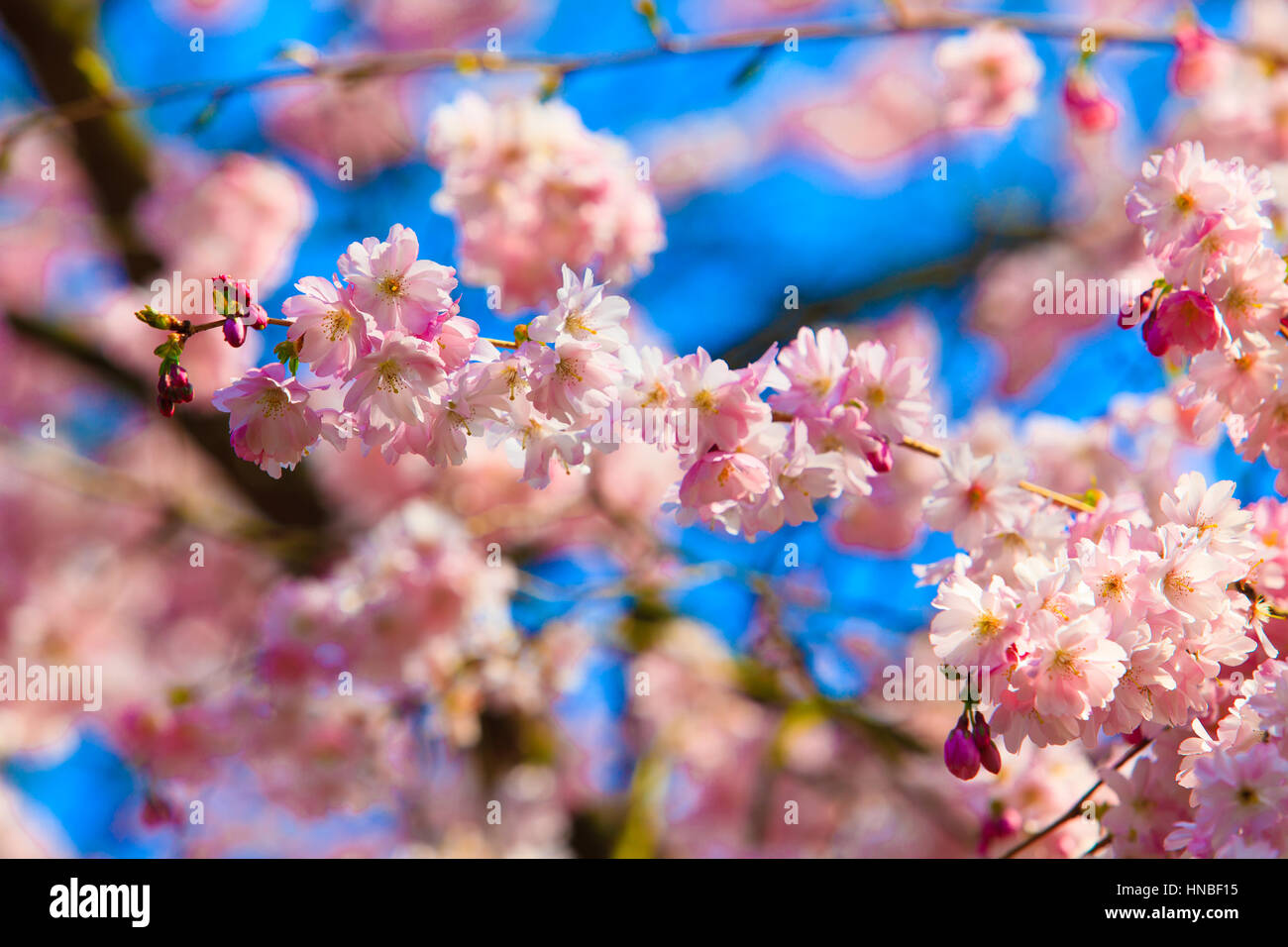 Beautiful cherry landscape. spring sakura pink flower Stock Photo - Alamy