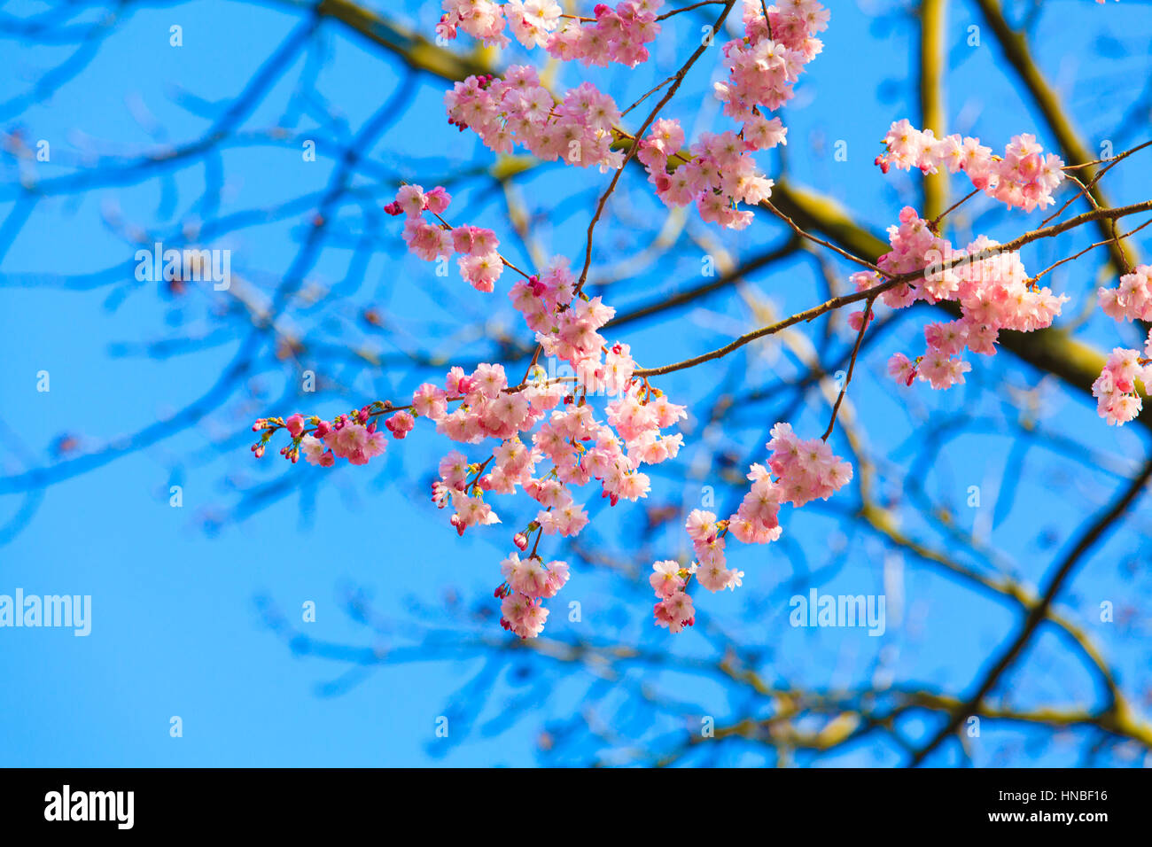 Beautiful cherry landscape. spring sakura pink flower Stock Photo - Alamy