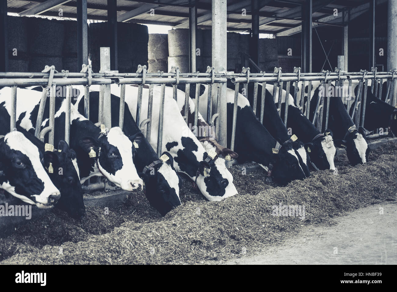 Cows in a farm. Dairy cows. black and white photography Stock Photo - Alamy