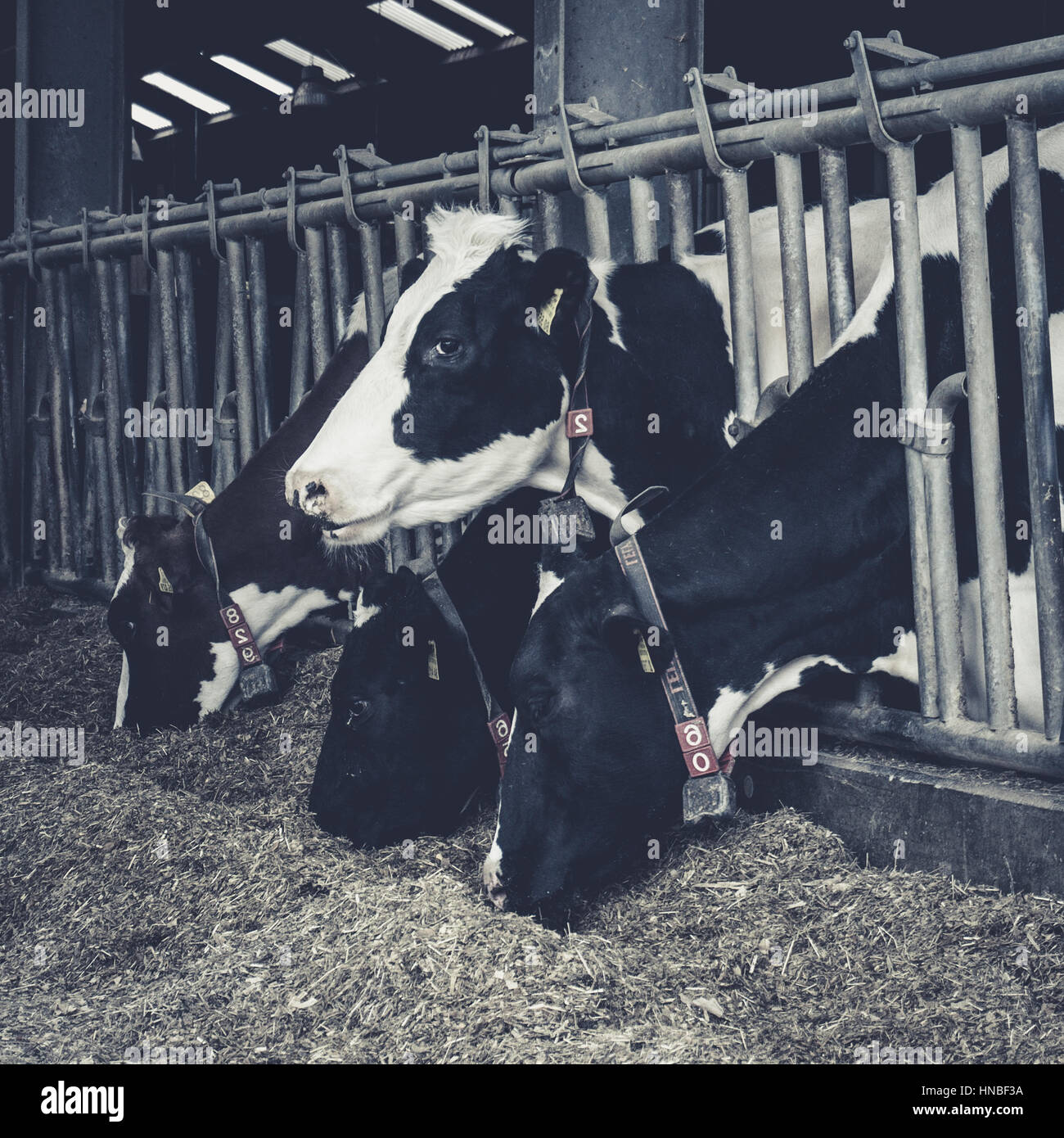 Cows in a farm. Dairy cows. black and white photography Stock Photo - Alamy