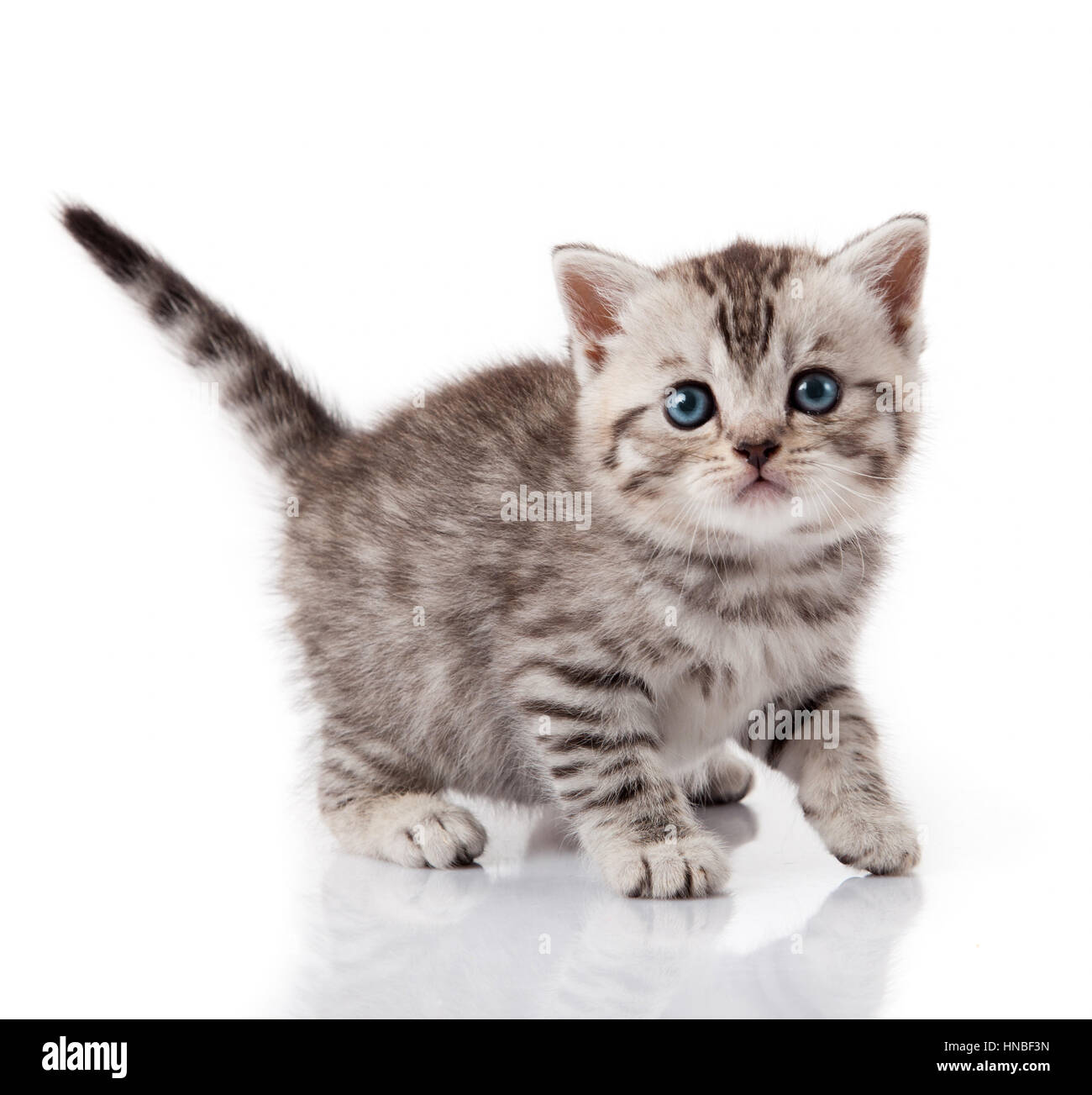Cute little kitten. kitten with blue eyes. Kitten on a white background ...