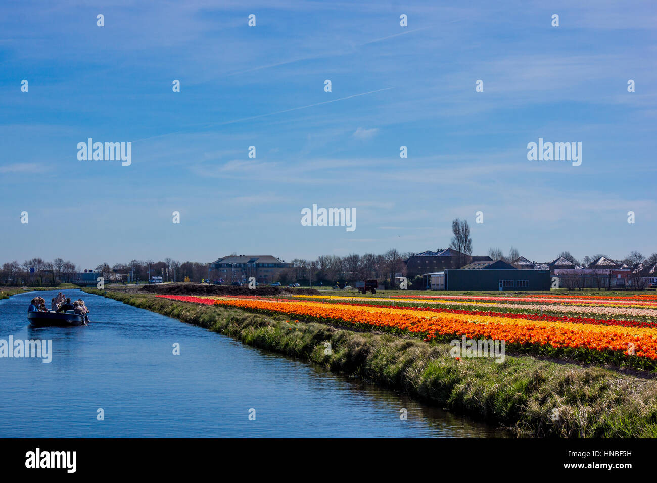 Tulip colorful blossom flowers cultivation field in spring. Keukenhof