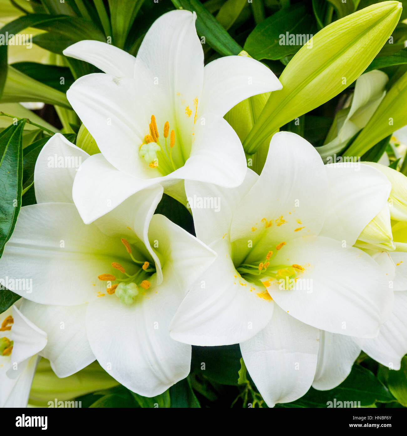 Bush of a white lily Stock Photo - Alamy