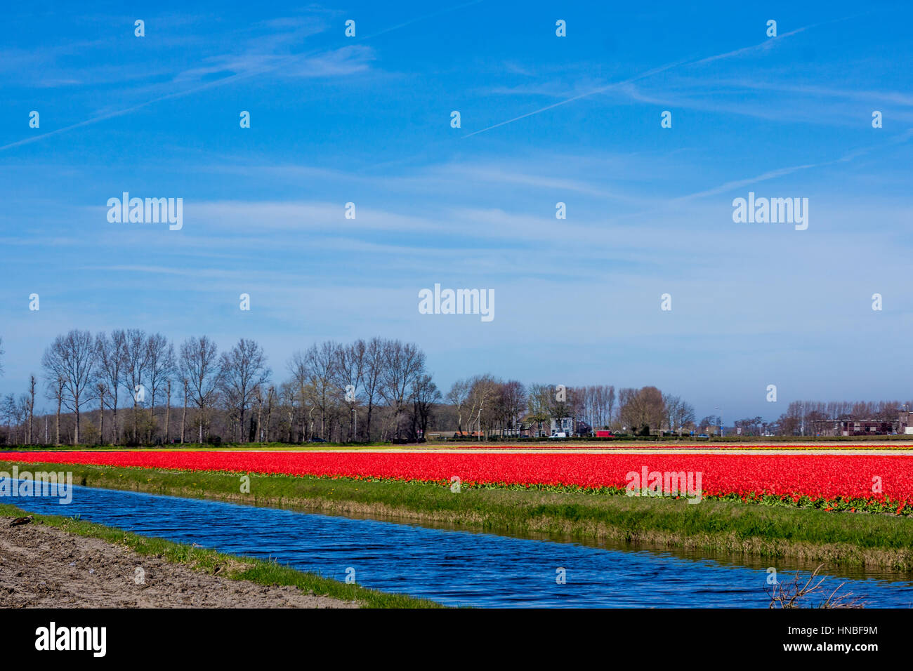 Tulip colorful blossom flowers cultivation field in spring. Keukenhof
