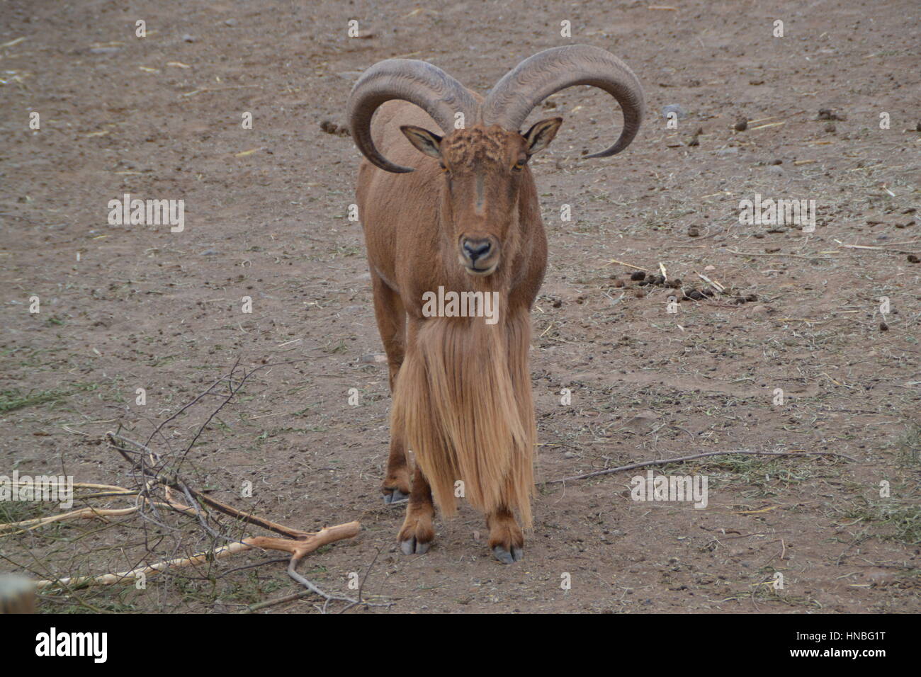 Mouflon is a subspecies group of the wild sheep. Oasis park, Fuerteventura,  Spain Stock Photo - Alamy