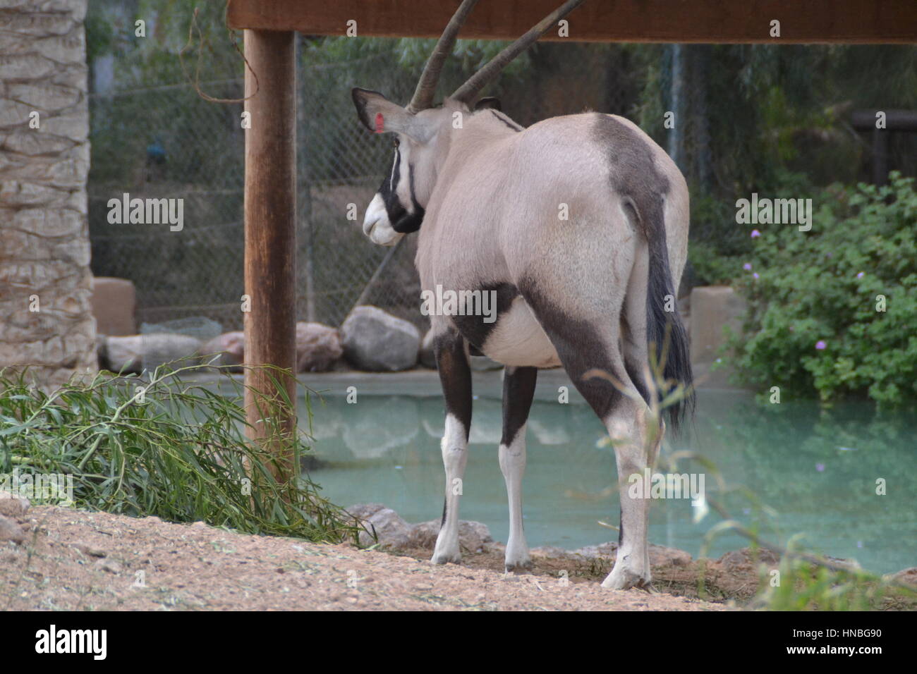 Price for Gemsbok Hunting in South Africa - African hunt, image size:1300x956