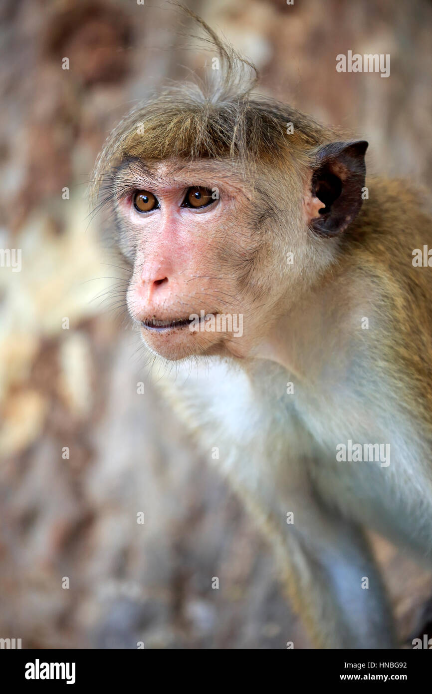 Red Monkey, Macaca sinica), adult portrait, Yala Nationalpark, Sri Lanka, Asia Stock Photo
