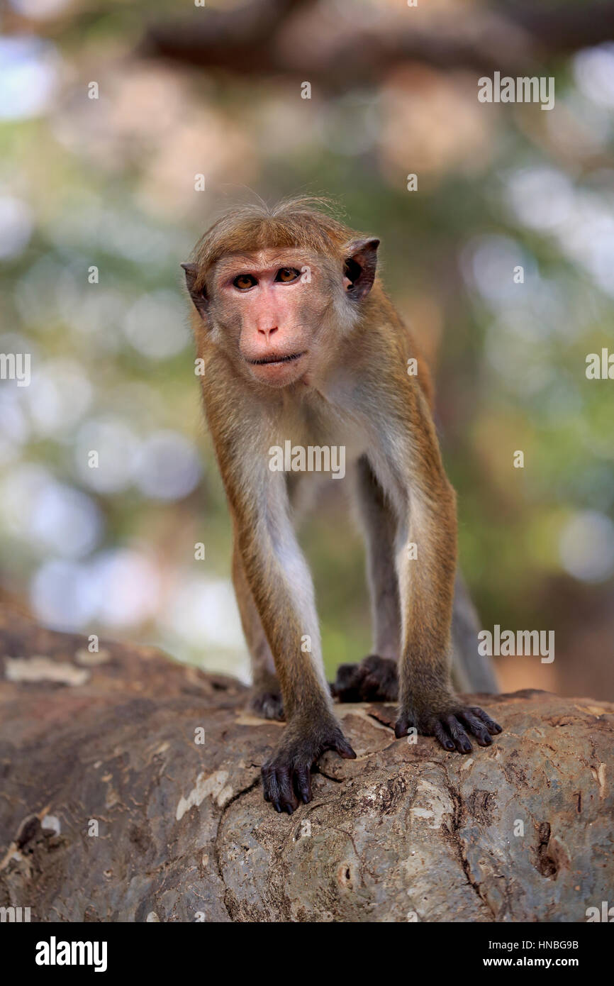 Red Monkey, Macaca sinica), adult alert, Yala Nationalpark, Sri Lanka, Asia Stock Photo