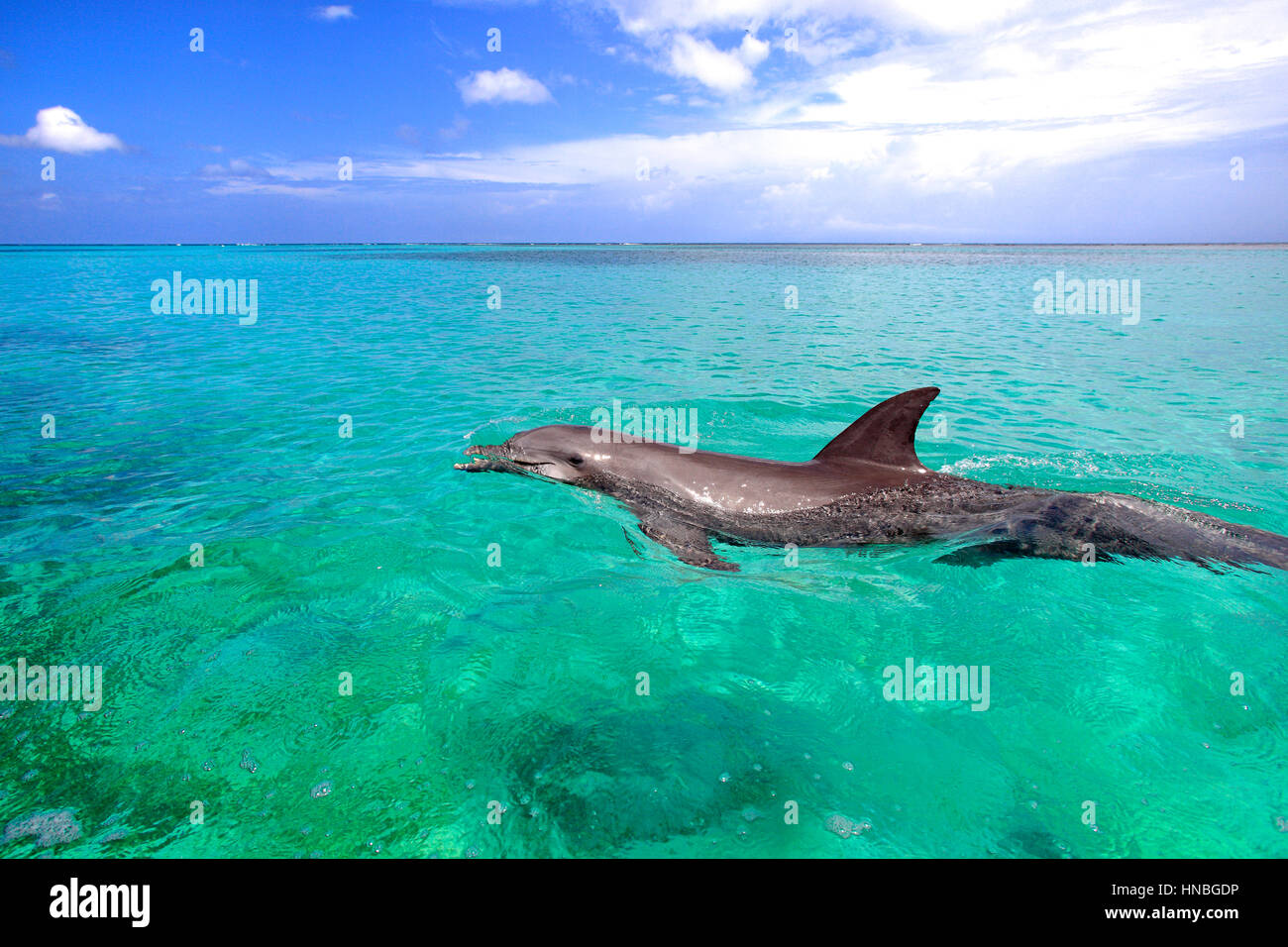 Bottle-nosed Dolphin, Bottle Nosed Dolphin, Bottle Nose Dolphin, Tursiops truncatus, Roatan, Honduras, Caribbean, Central America, Lateinamerica, adul Stock Photo