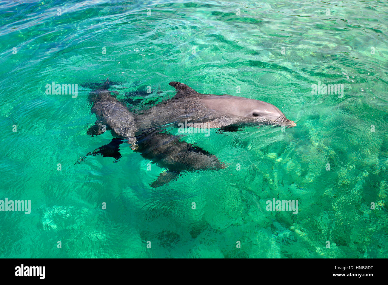 Bottle-nosed Dolphin, Bottle Nosed Dolphin, Bottle Nose Dolphin, Tursiops truncatus, Roatan, Honduras, Caribbean, Central America, Lateinamerica, thre Stock Photo