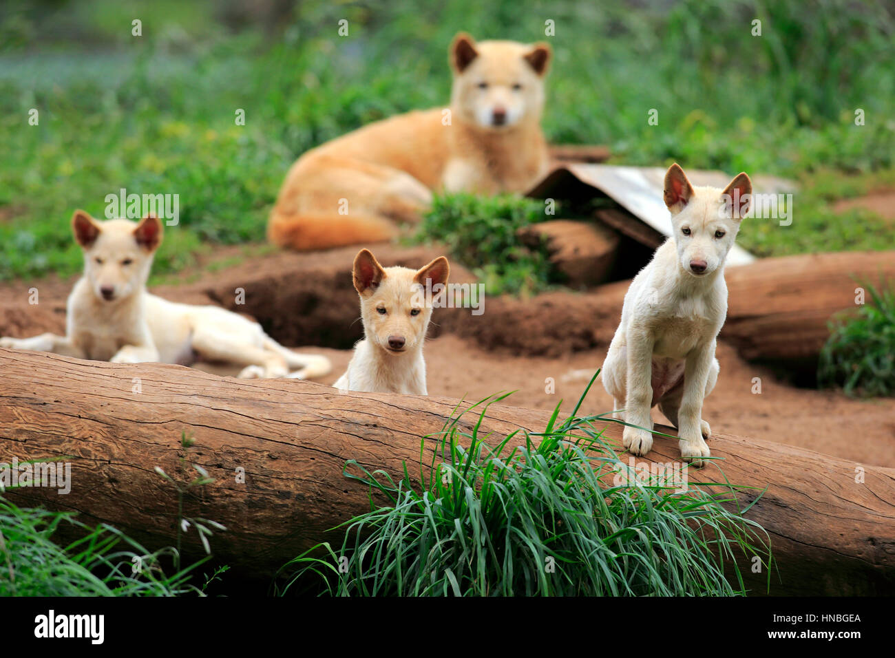 Dingo, (Canis familiaris dingo), mother with youngs, Australia Stock Photo  - Alamy