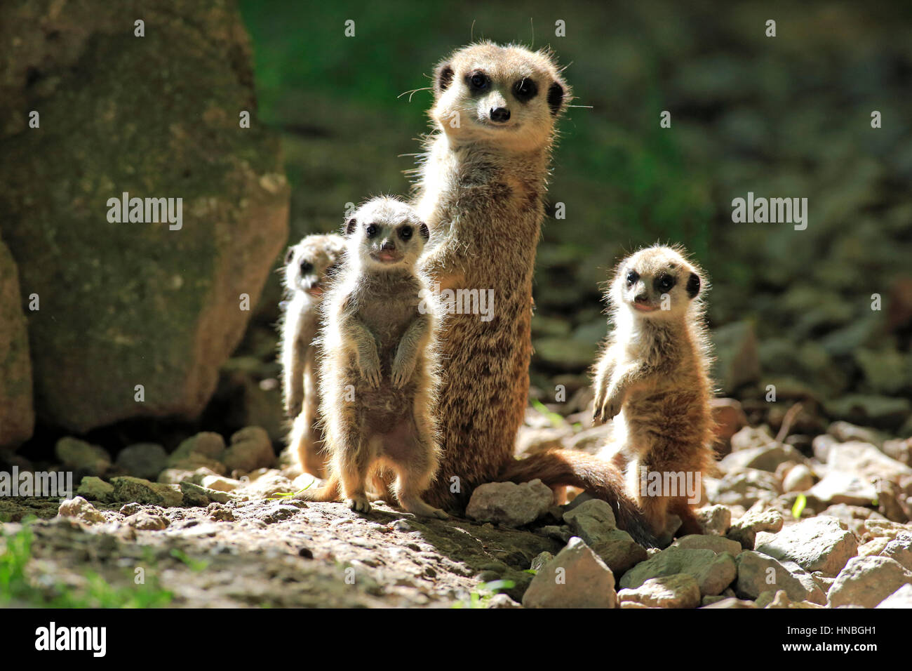 Suricate, (Suricata suricatta), adult with three youngs standing ...