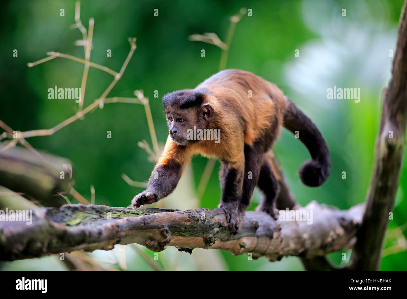 Brown Capuchin, tufted capuchin, black-capped capuchin, (Cebus apella), adult on tree, South America Stock Photo