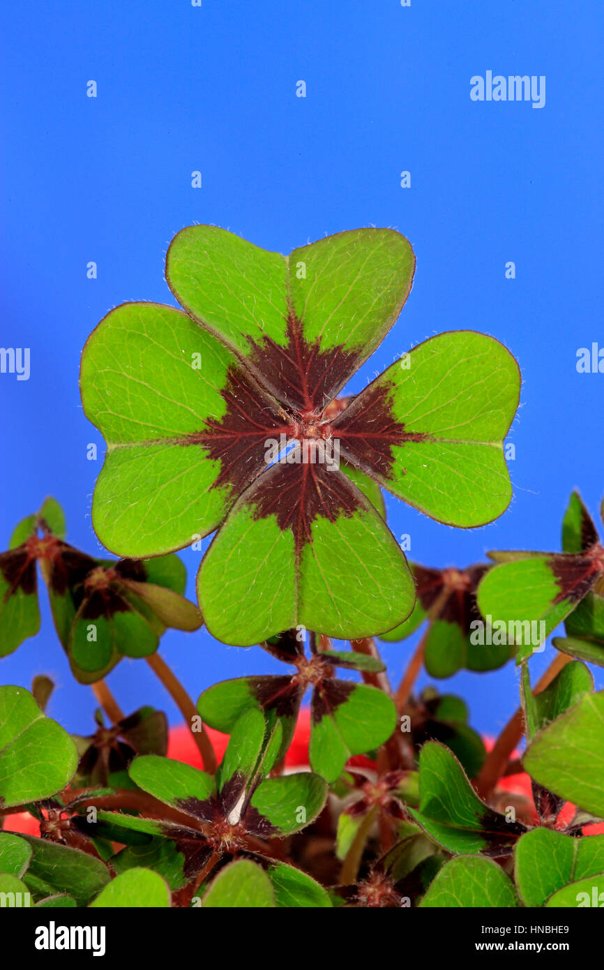 Good luck Shamrock, (Oxalis deppei), Oxalis Iron Cross, Four leafed Clover, plant in pot, Ellerstadt, Germany, Europe Stock Photo