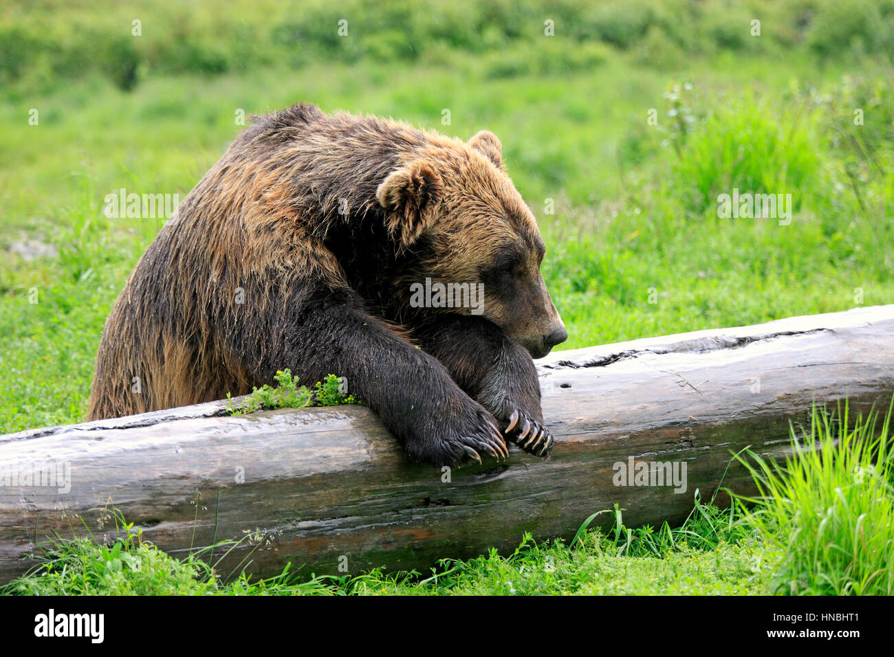 Grizzly Bear, (Ursus arctos horribilis), adult resting, Alaska Wildlife Conservation Center, Anchorage, Alaska, USA, North America Stock Photo