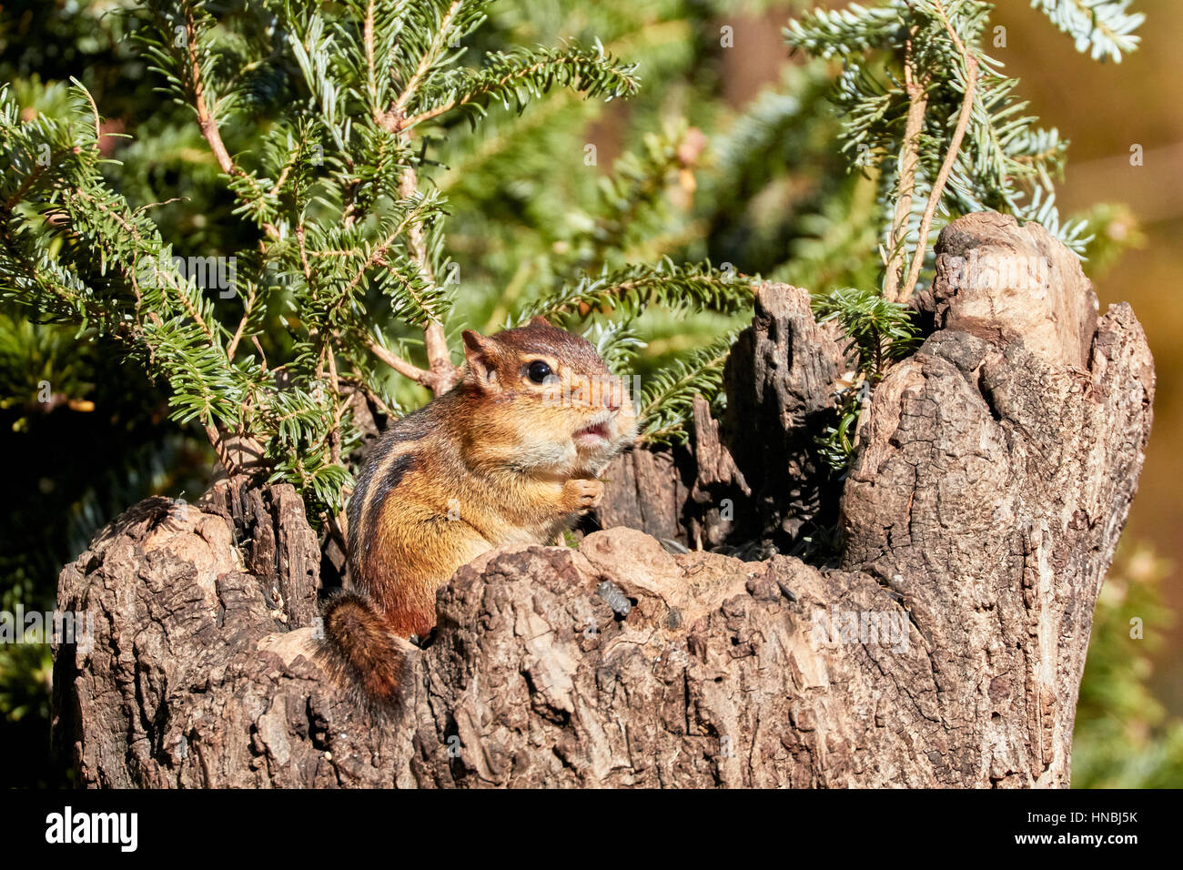 Eastern Chipmunk Stock Photo