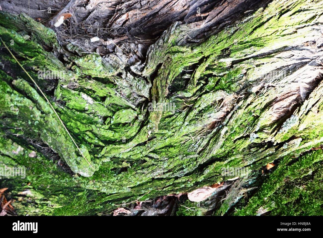 A beautiful, dry tree cover infected with green fungis. Stock Photo