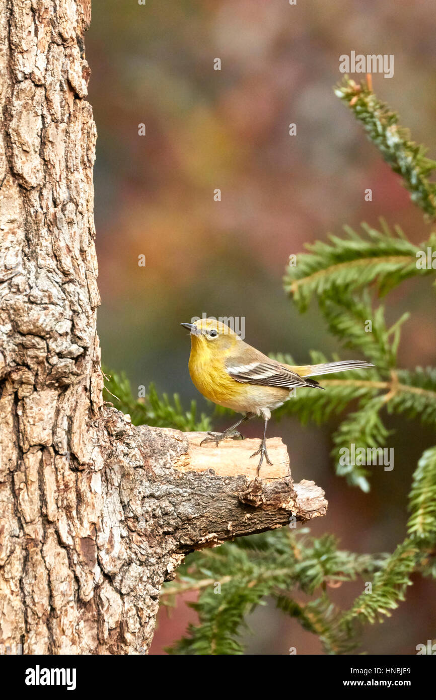 Pine Warbler Stock Photo