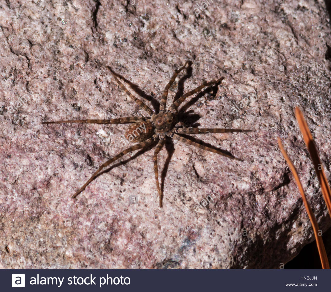 Giant Wolf Spiders Found In Arizona Shocking Photos - 9vtcmmv