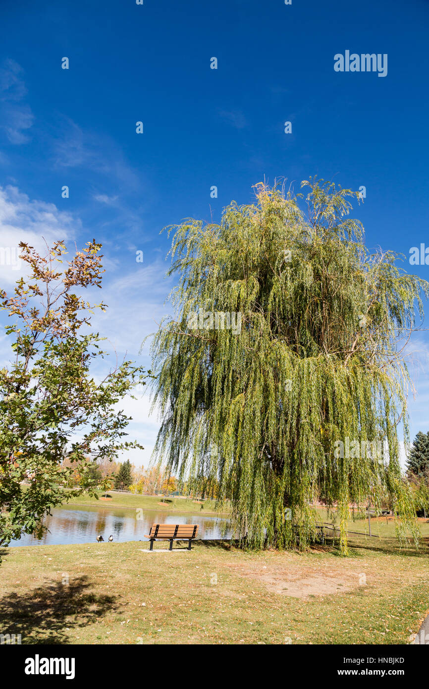 Weeping Willow in Park by bench and lake Stock Photo - Alamy