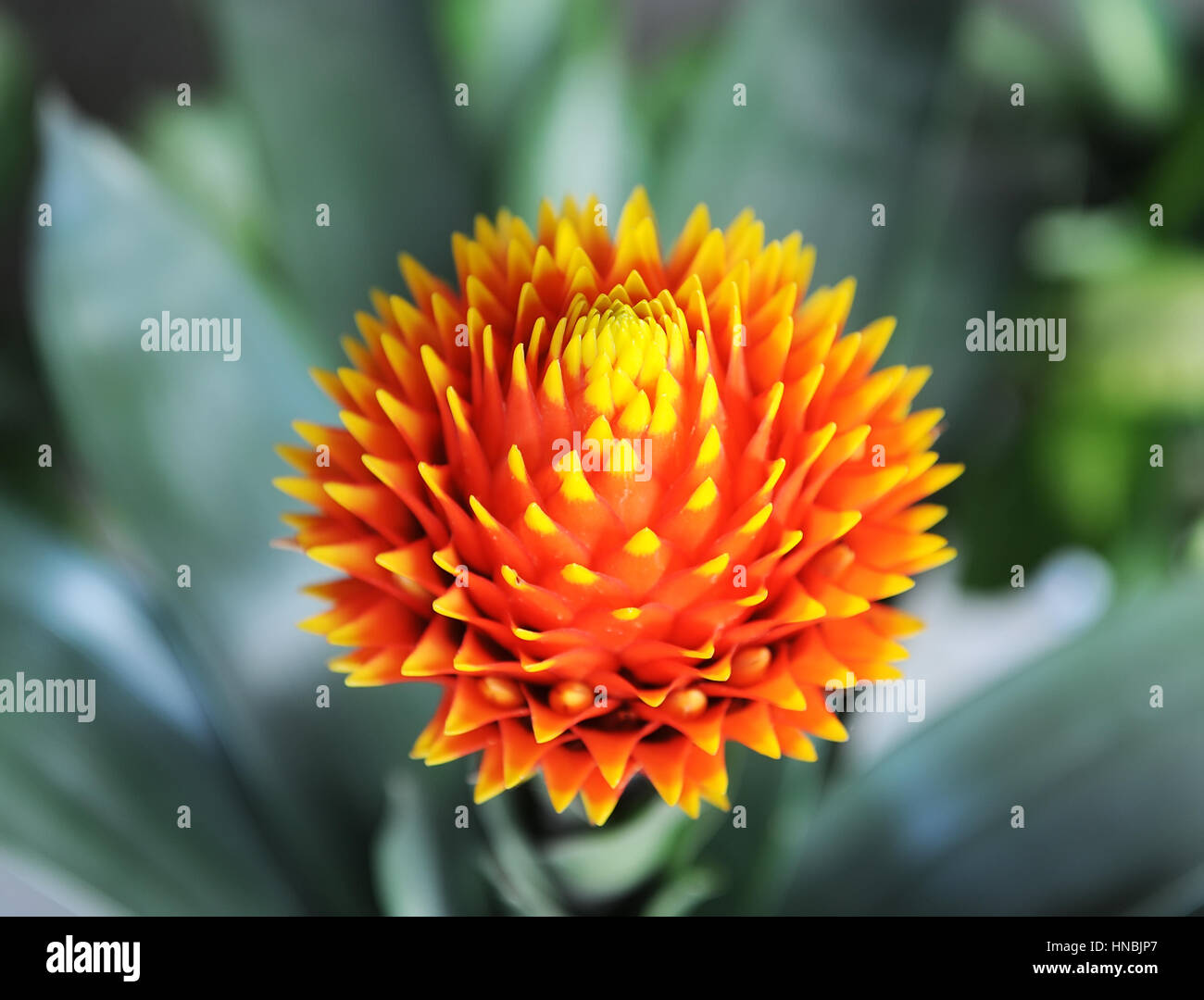 red color of Guzmania flower in garden. Stock Photo