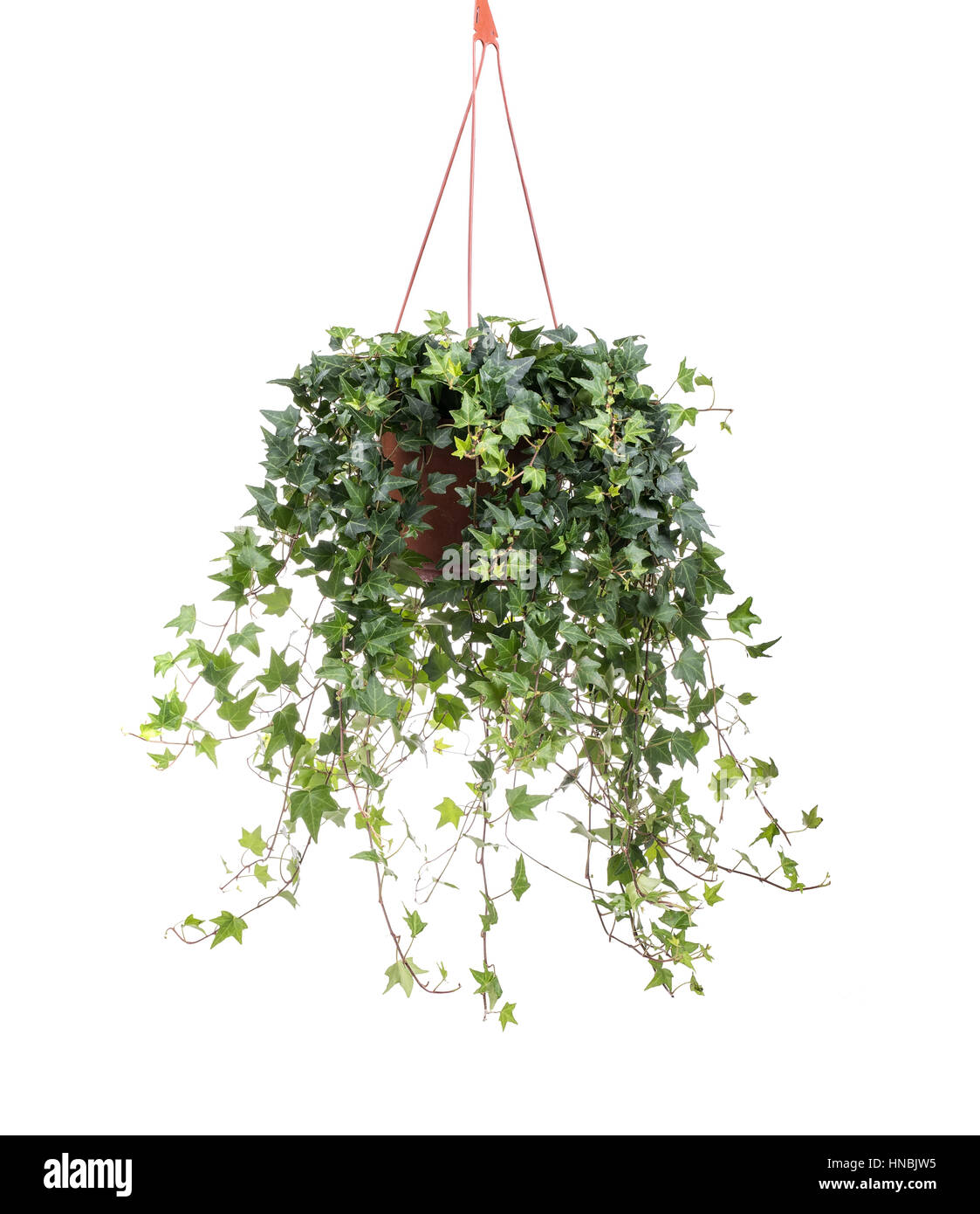 ivy leaves isolated on a white background Stock Photo - Alamy