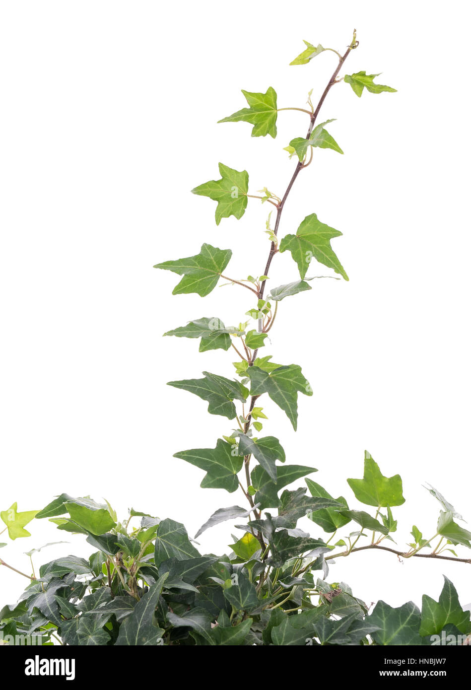 ivy leaves isolated on a white background Stock Photo - Alamy