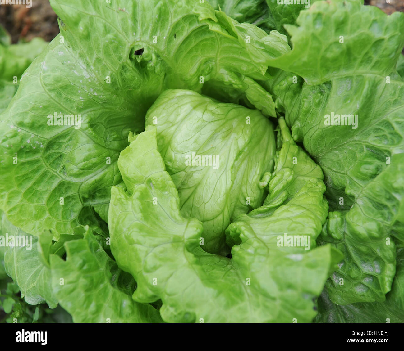 lettuce plant in field Stock Photo Alamy