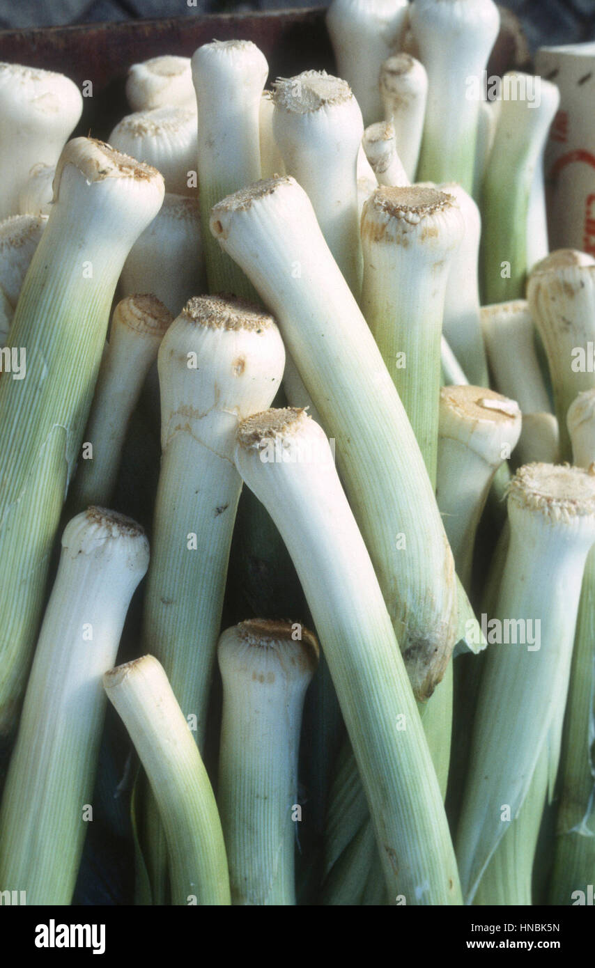 LEEK freshly harvest Included in the Welsh guards Cap Badge Stock Photo