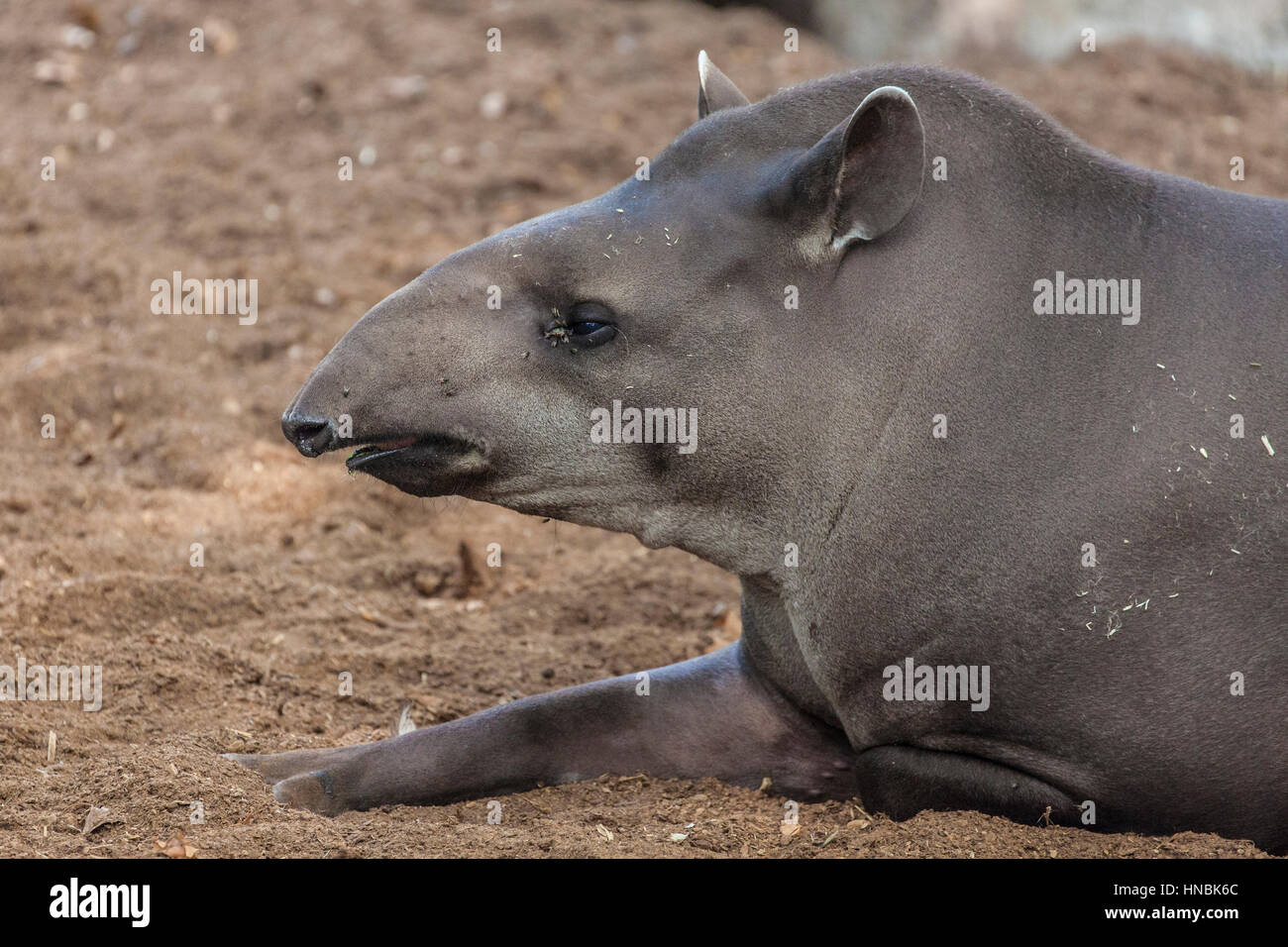 Portrait of a Brazilian Tapir (Tapirus terrestris). Stock Photo